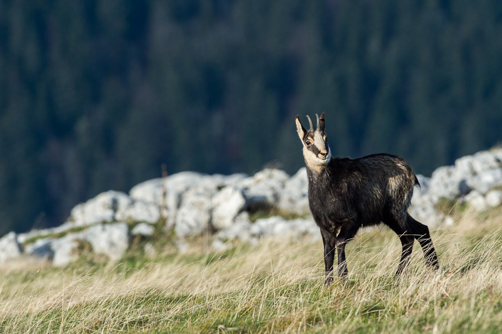 Chamois nov 2022_61.jpg