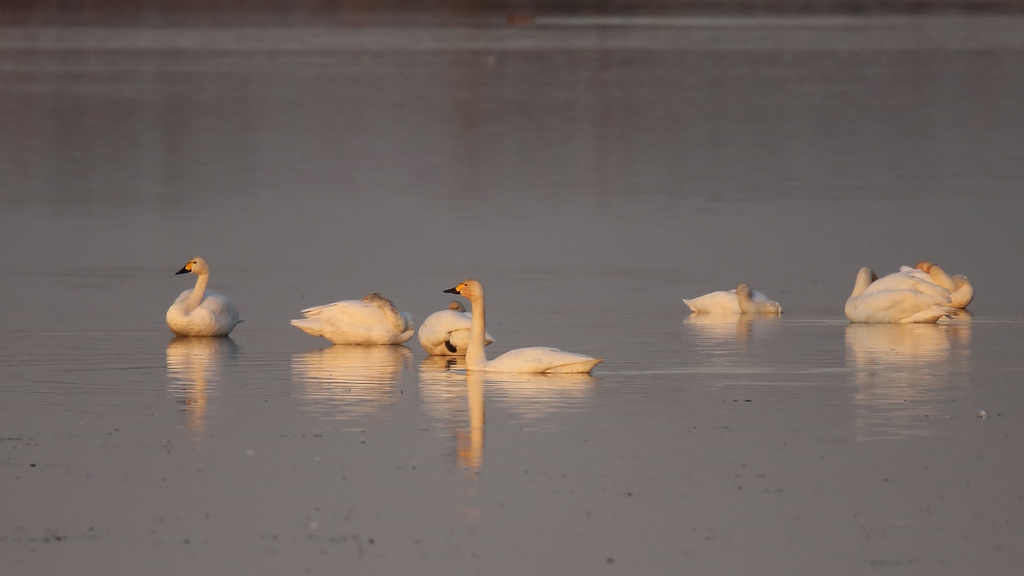 1451 Cygnes de Bewick.JPG