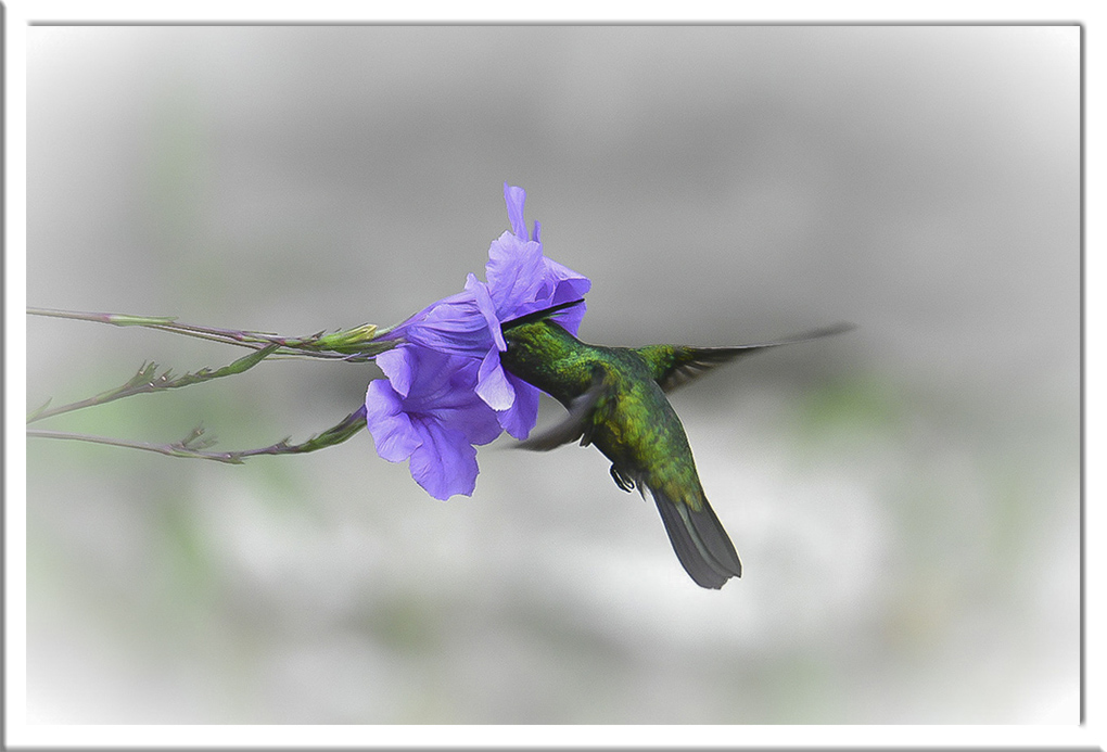 colibri huppé 1b.jpg