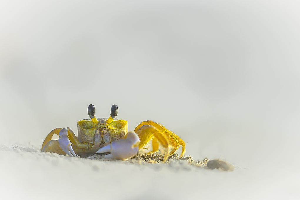 crabe martinique 2a.jpg