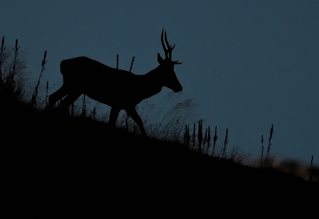 DS5_3445.jpg