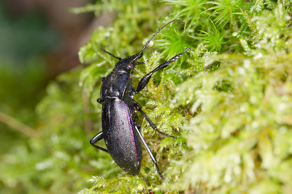 Carabus (Megodontus) purpurascens 2.jpg