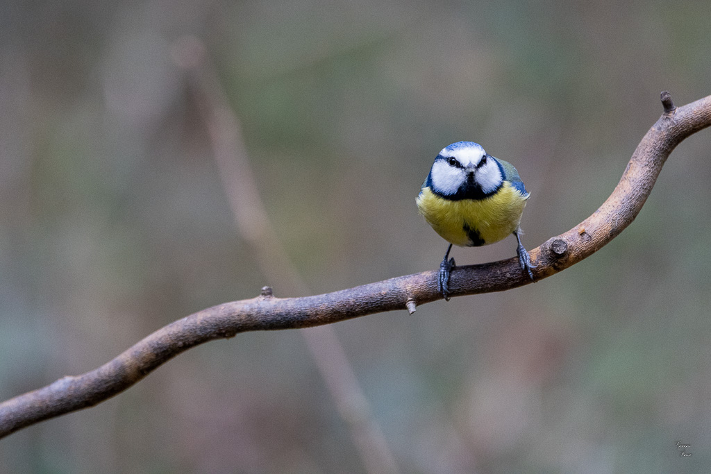 Mésange bleue (Parus caeruleus) European blue-593.jpg