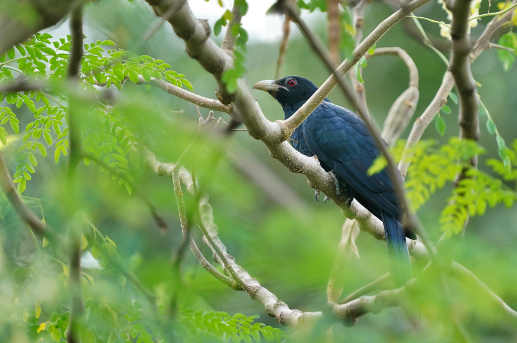 240-Coucou koel mâle - Lumpini.JPG