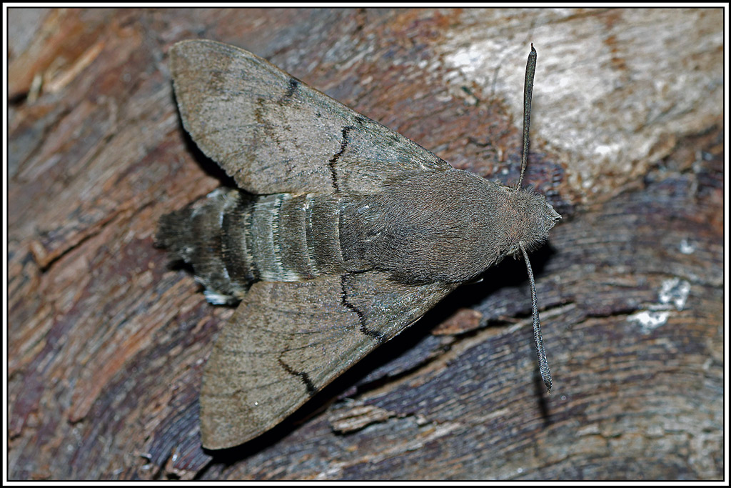 Moro_sphinx(Macroglossum-stellatarum)(12).jpg