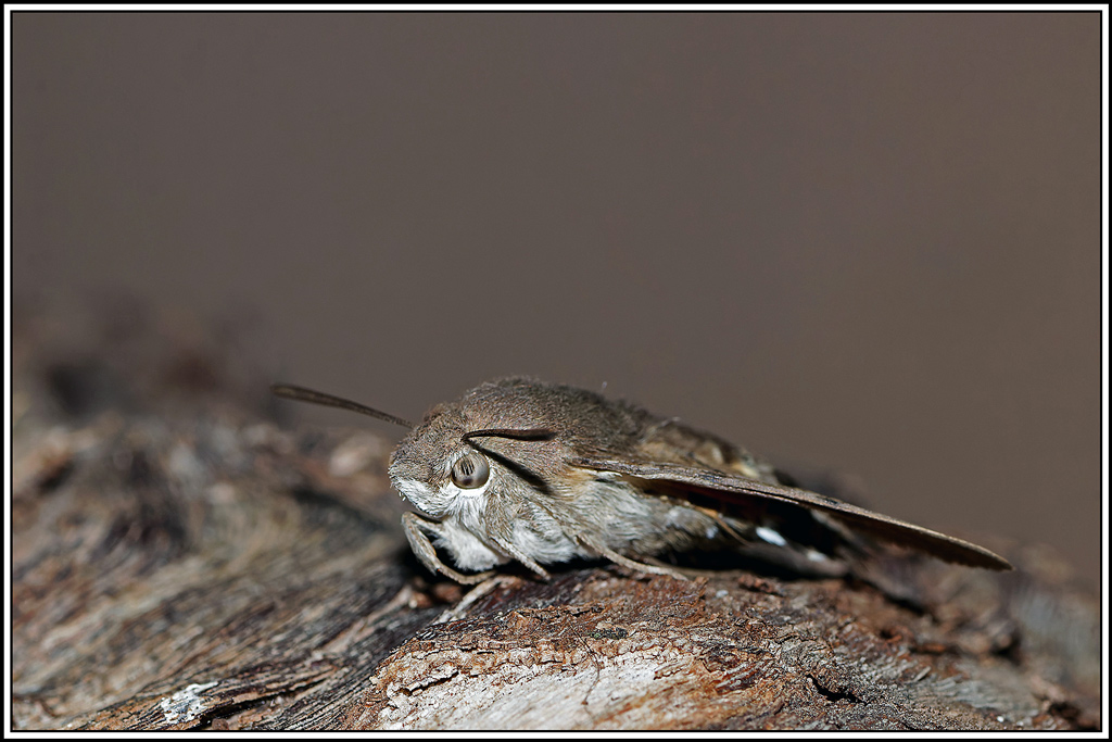 Moro_sphinx(Macroglossum-stellatarum)(14).jpg