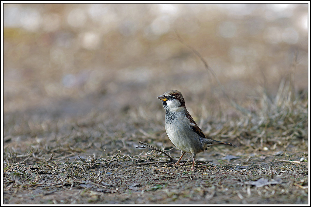 moineau_domestique(79).jpg