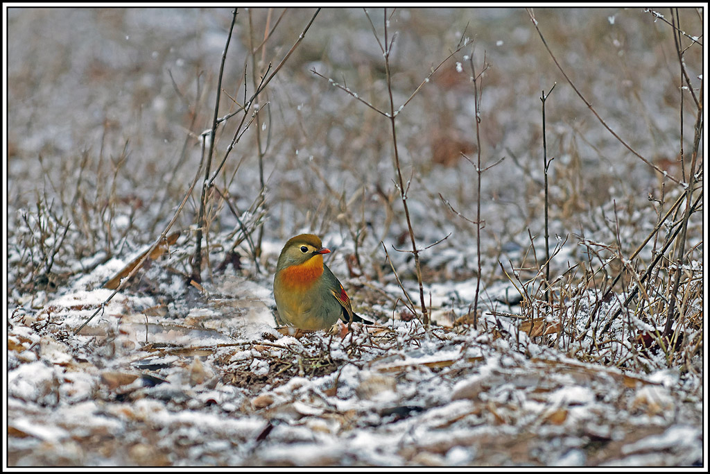 Rossignol_du_Japon(Leiothrix-lutea)(1).jpg