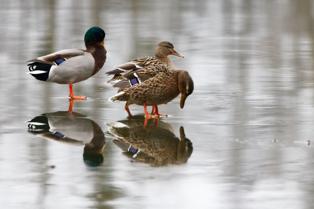 Canard colvert (Anas platyrhynchos) Mallard-86_DxO.jpg