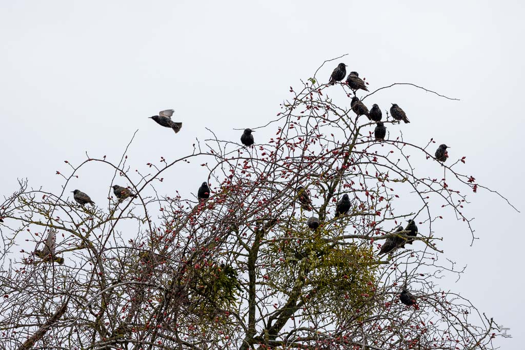 Etourneau Sansonnet (Sturnus vulgaris) Common starling-60.jpg