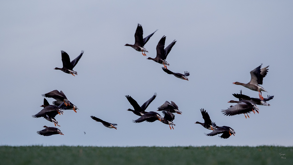 Oie cendrée (Anser anser) Greylag Goose-48.jpg