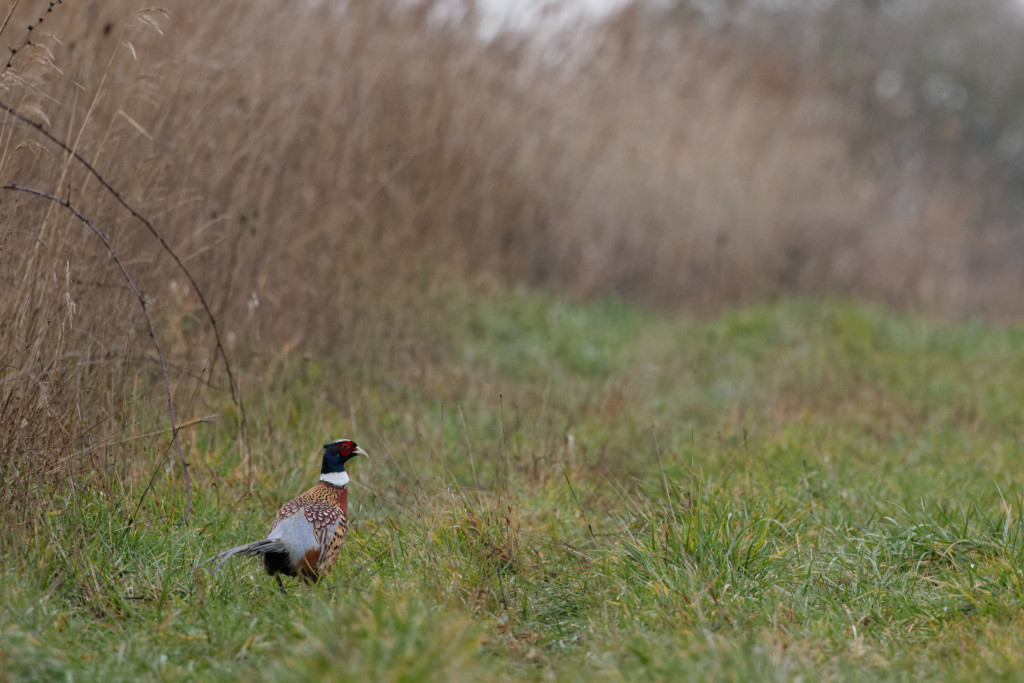 Faisan de Colchide (Phasianus colchicus) - Common Pheasant-10_DxO.jpg