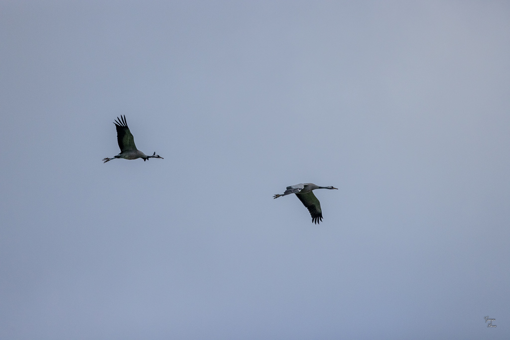 Grue cendrée (Gruss gruss) Common crane999.jpg