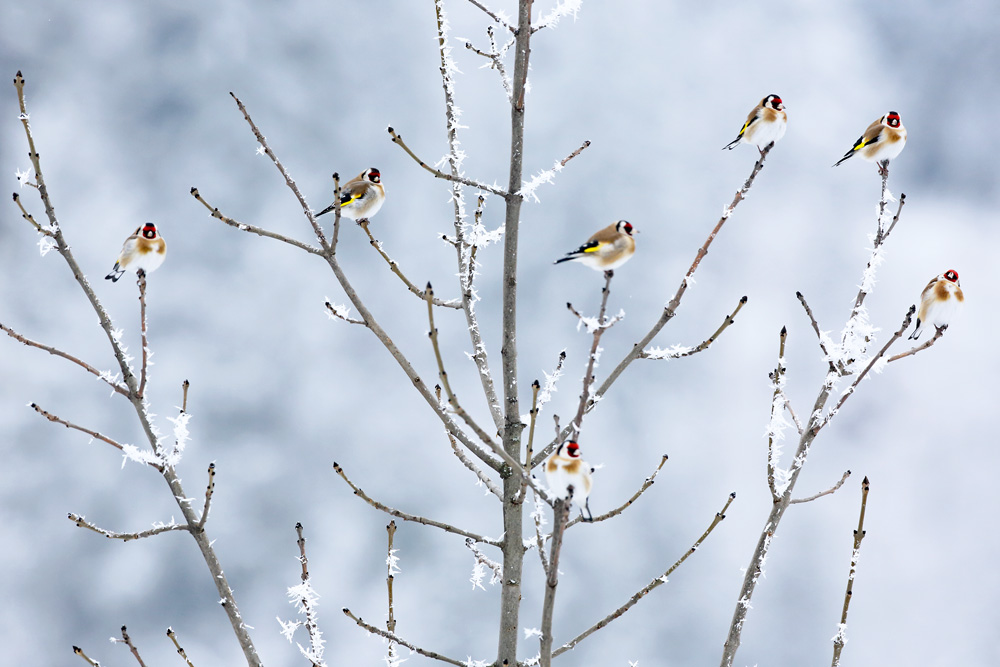 chardonneret9025-web.jpg