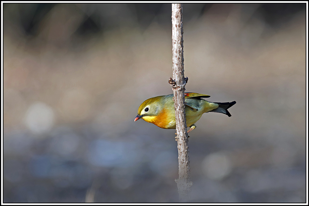 Léiothrix_jaune(Leiothrix-lutea)(114).jpg