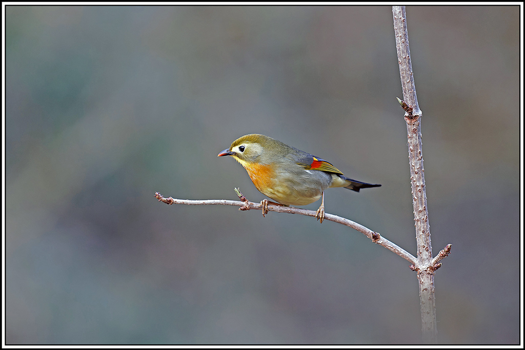 Léiothrix_jaune(Leiothrix-lutea)(125).jpg