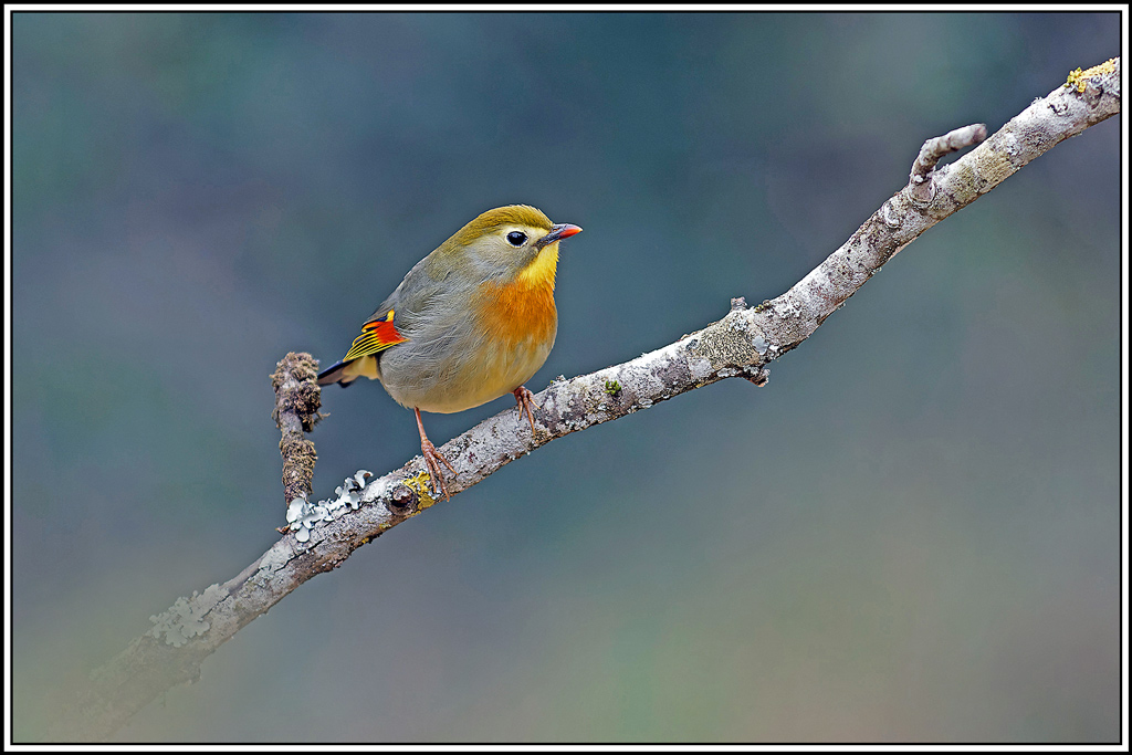 Léiothrix_jaune(Leiothrix-lutea)(93).jpg