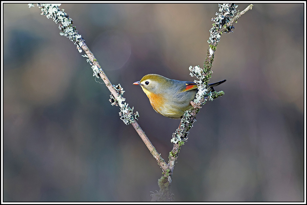 Léiothrix_jaune(Leiothrix-lutea)(143).jpg