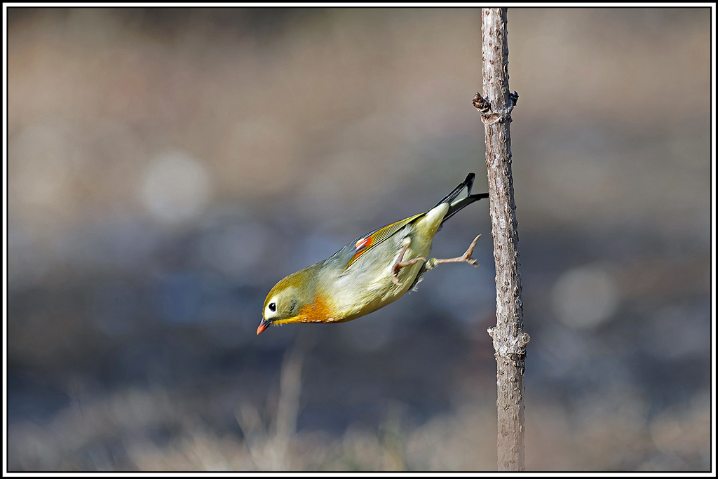 Léiothrix_jaune(Leiothrix-lutea)(115).jpg