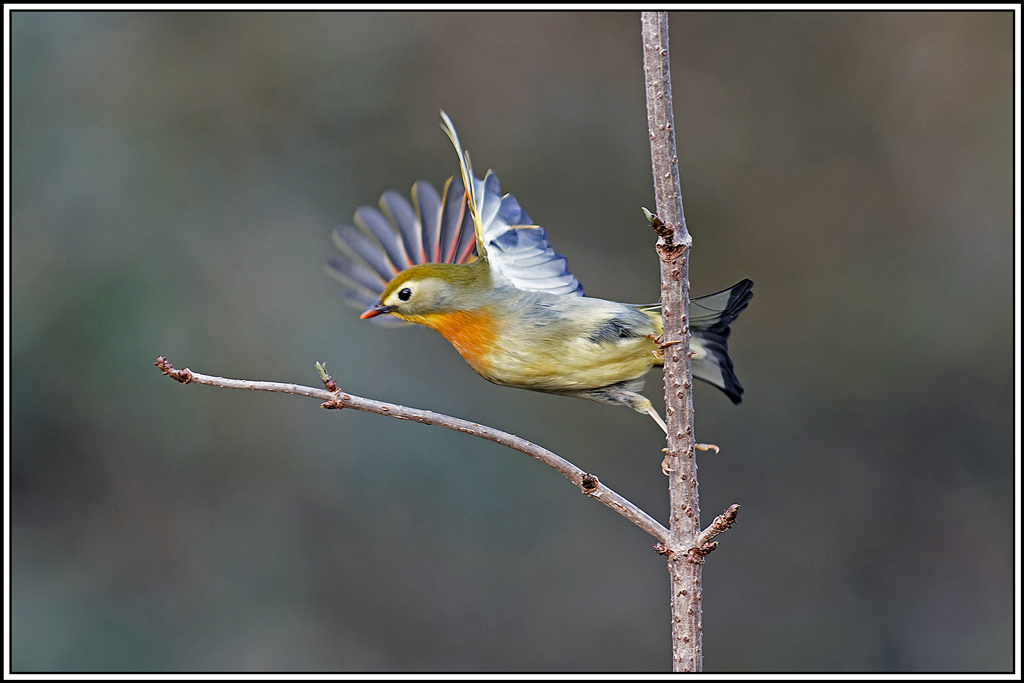 Léiothrix_jaune(Leiothrix-lutea)(124).jpg