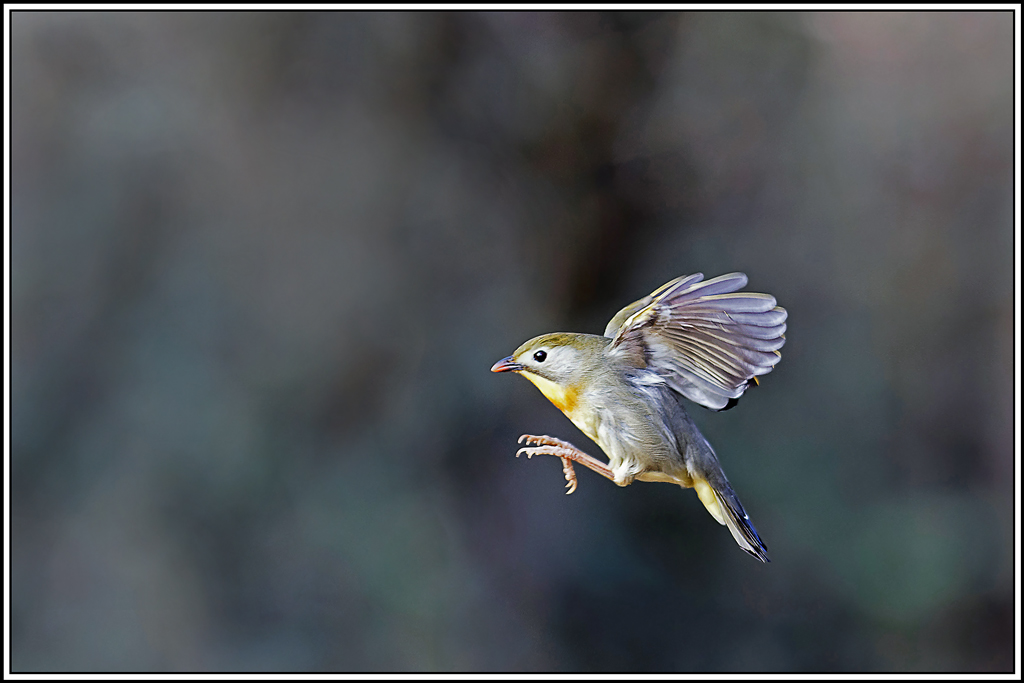 Léiothrix_jaune(Leiothrix-lutea)(141).jpg