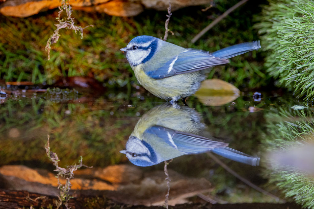 Mésange bleue (Parus caeruleus) European blue-598.jpg