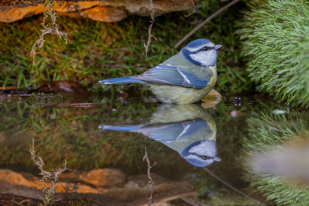 Mésange bleue (Parus caeruleus) European blue-599.jpg