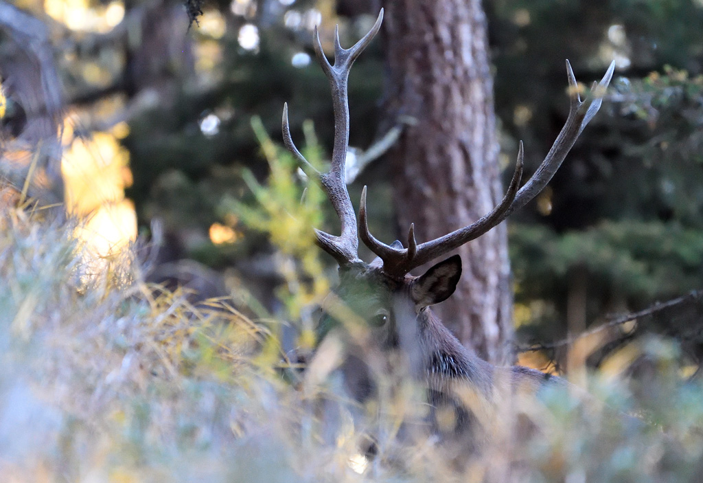 DS5_3594.jpg