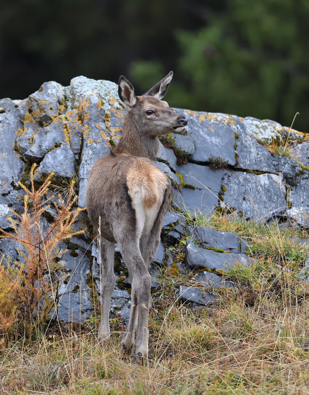 DS5_3626.jpg