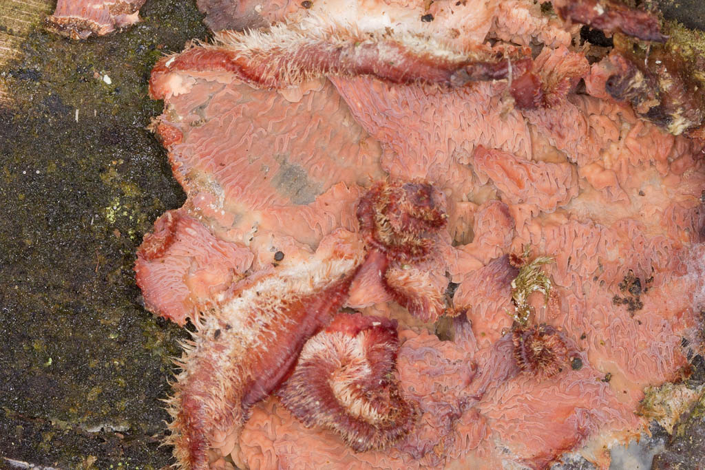 Merulius tremellosus - mérule tremblotante 3.jpg