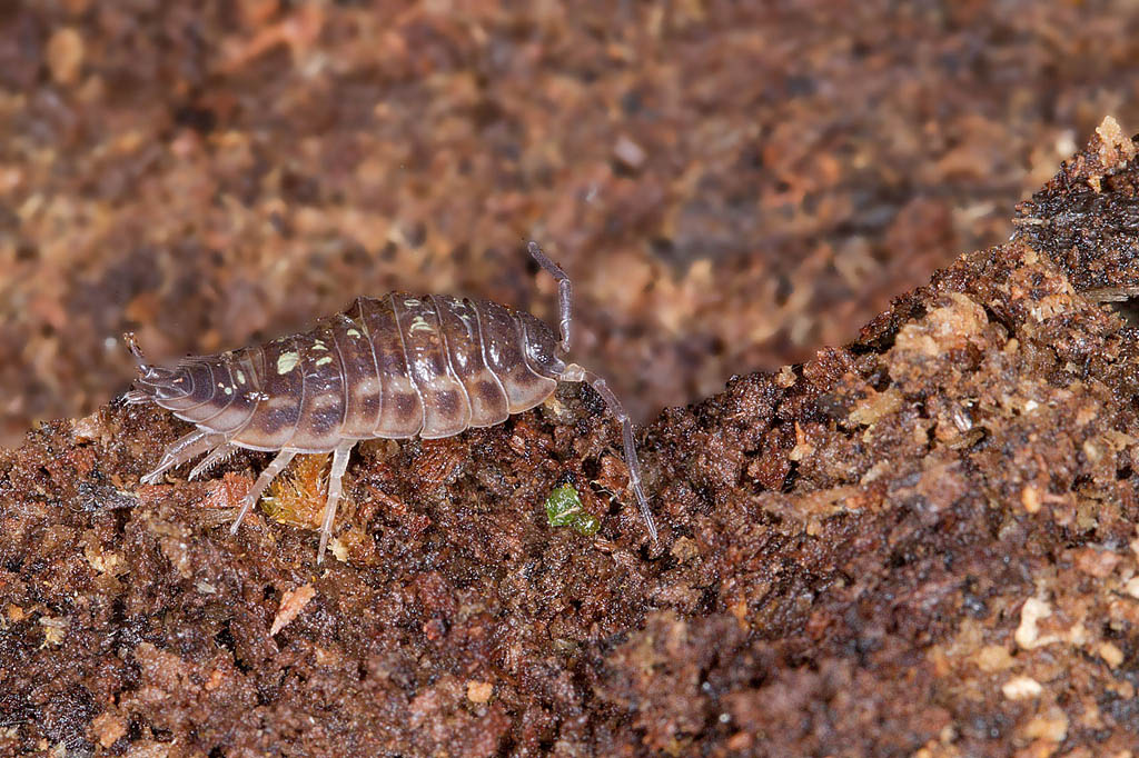 Oniscus asellus  J Rivière.jpg