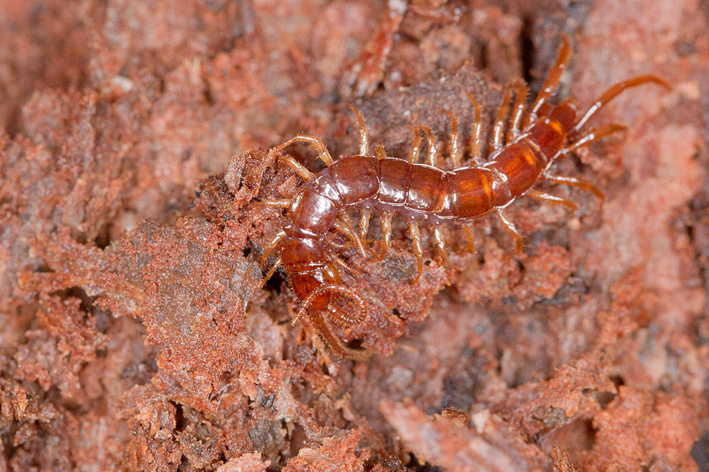 Lithobius sp J Rivière.jpg