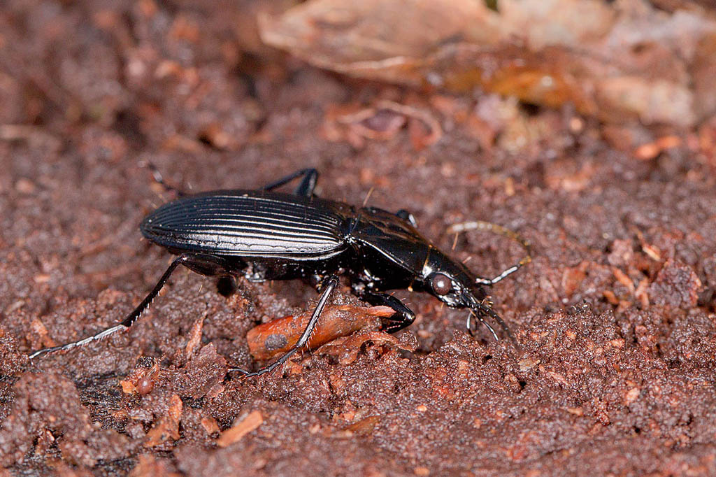 Pterostichus niger 2.jpg