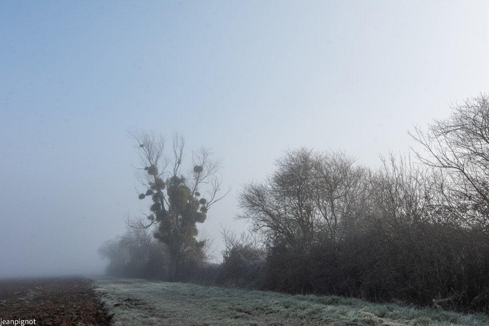 DSC_1681_910.JPG