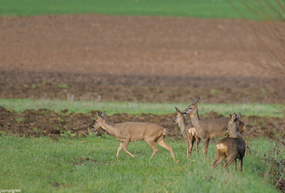 DSC_6937_914.JPG