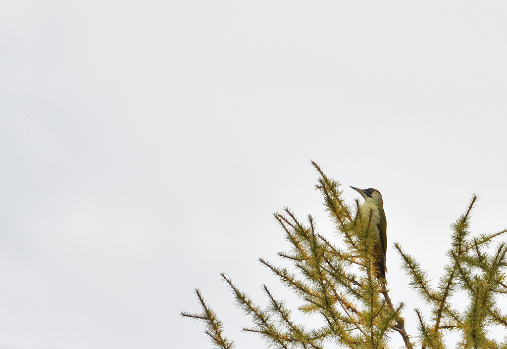 DSC_6411.jpg