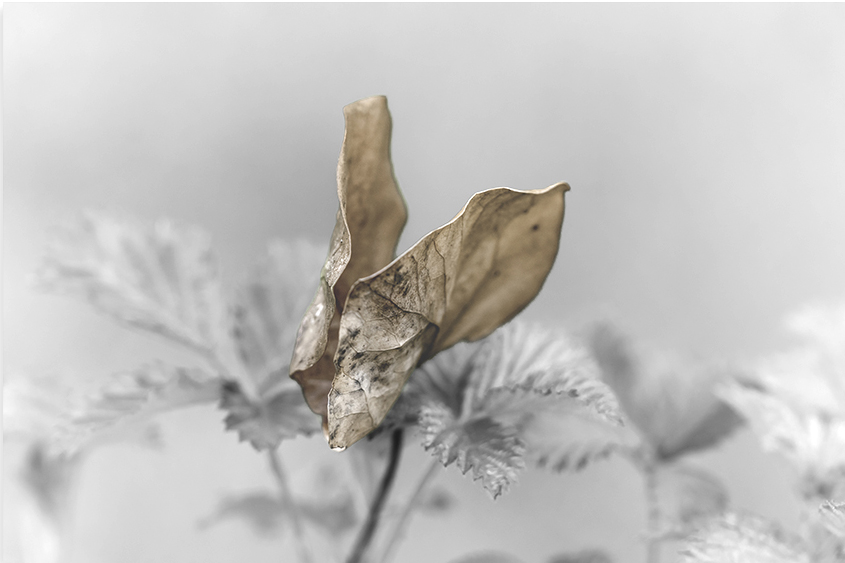 l'envol du papillon I Nt.jpg
