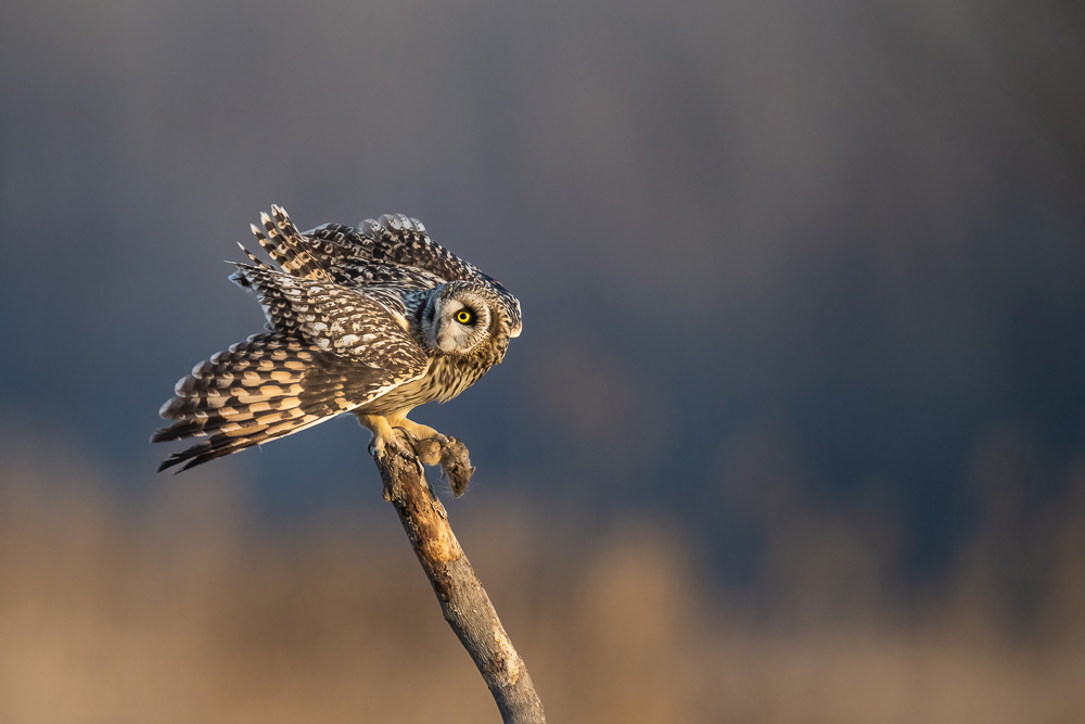 _DSC7341-DeNoiseAI-standard.jpg
