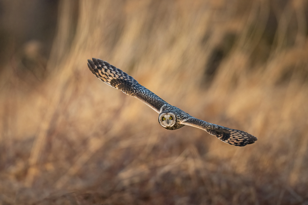 _DSC9447-DeNoiseAI-low-light.jpg