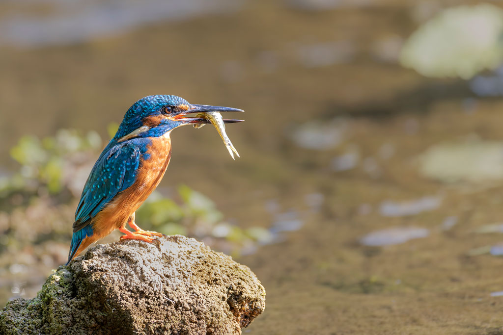 Martin-pêcheur-2.jpg