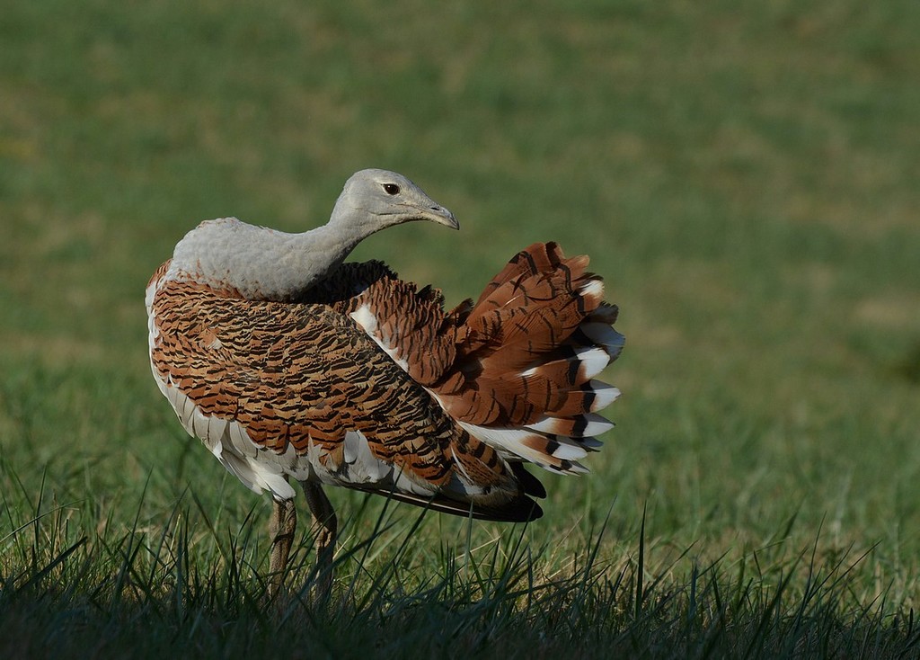 DSC_4450.JPG