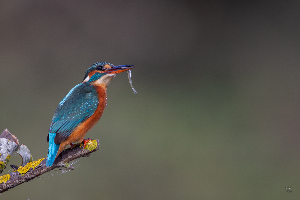 Martin Pêcheur d'Europe(Alcedo atthis) Common kingfisher-21.jpg