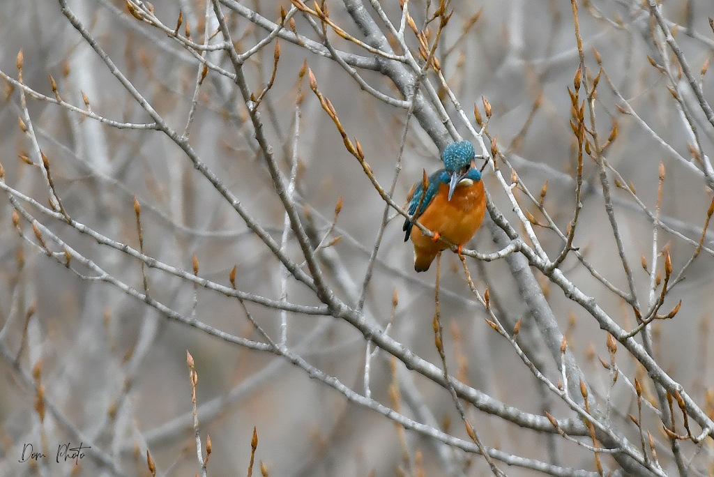 DSC_4221IN.jpg