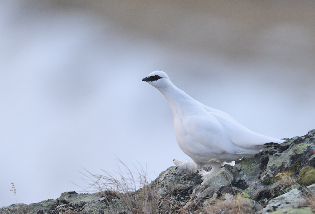 DS5_4919.jpg