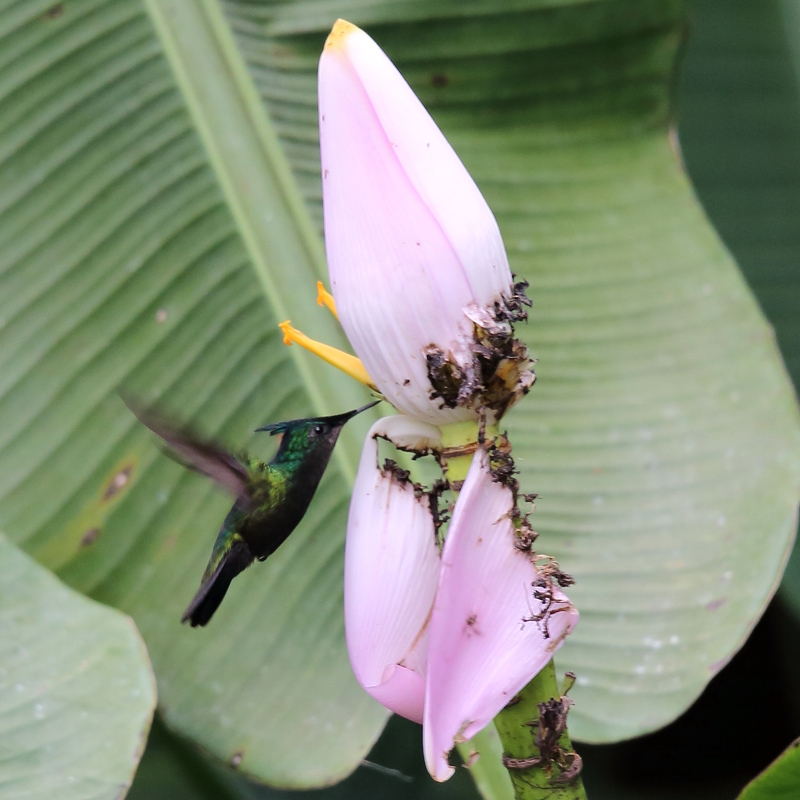 010 Fleur de banane et Colibri huppé.jpg