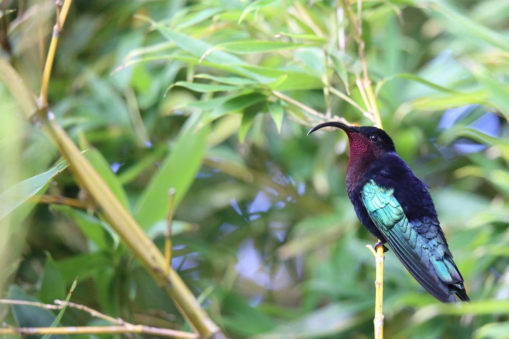 012 Colibri madère.jpg