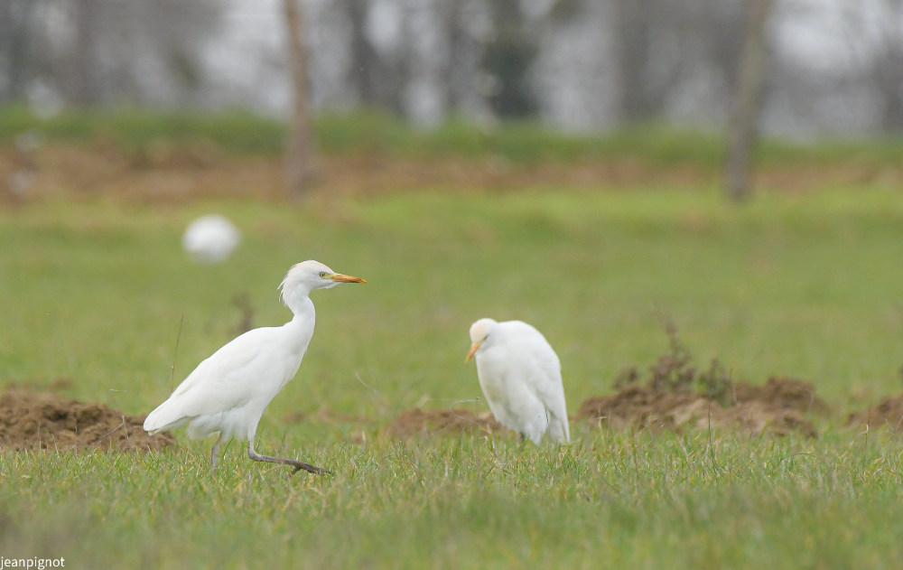 DSC_3288_959.JPG