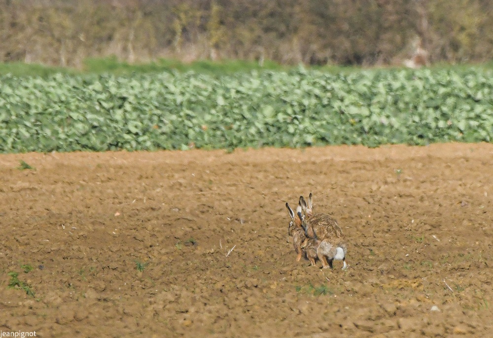 DSC_4147_998.JPG