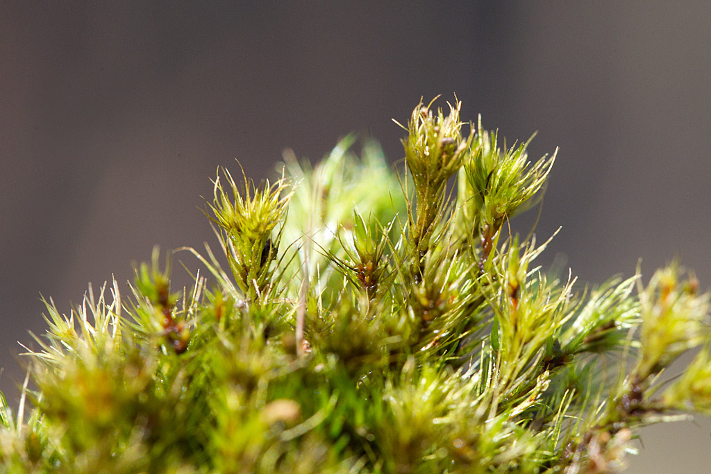 Campylotus flexosus.jpg