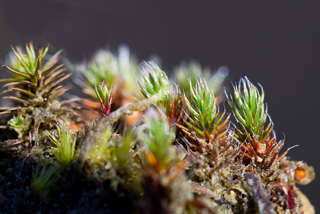 Polytricum piliferum.jpg